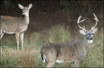 Felsenthal, Arkansas to Hold First Youth Quota Deer Hunt