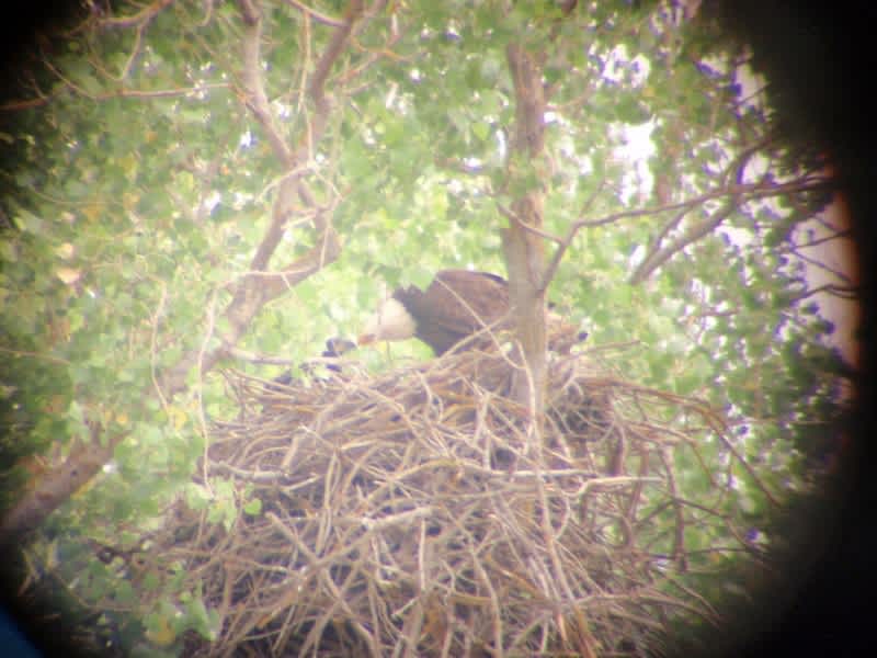 First Successful Bald Eagle Nesting at Sacramento National Wildlife Refuge