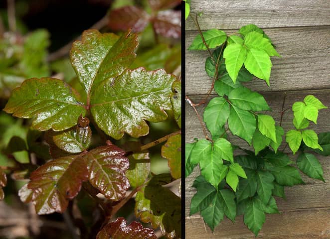 How To Identify Poison Oak and Poison Ivy