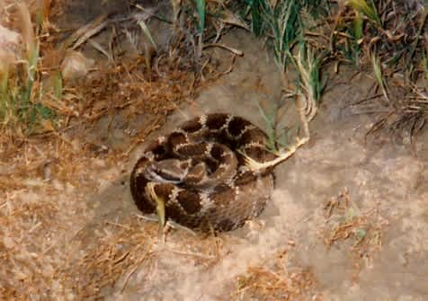 Rattlesnake Wrangling: A Great Outdoors Pastime and Skill