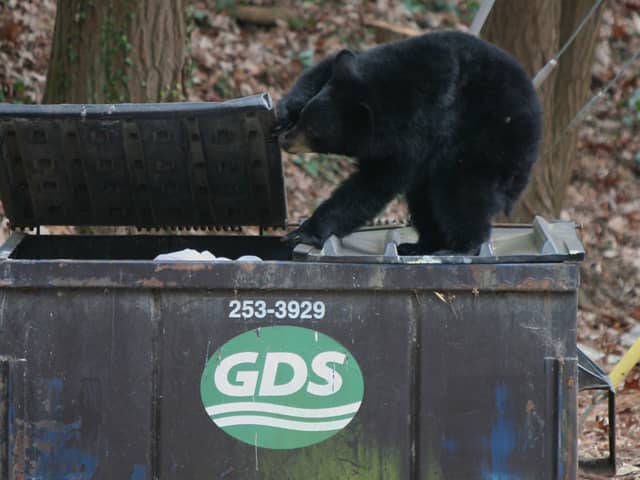 Twenty Bears Euthanized in Colorado Locality, Heightened Activity Linked to Warm Weather