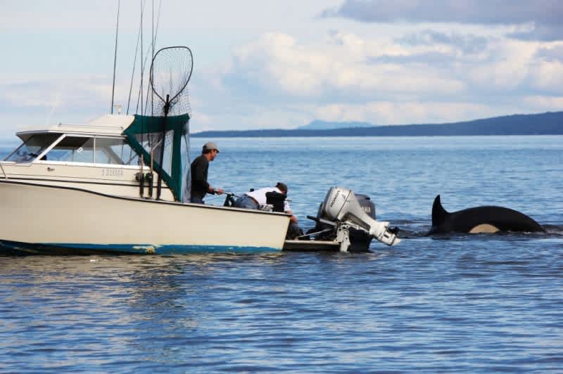 Desperate Seal Jumps Aboard Fishing Boat to Escape Killer Whales
