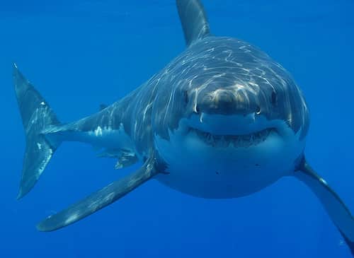 Kayakers Escape Sharks in Separate Incidents over the Weekend