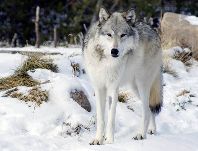 Michigan State Representative Proposes Wolf Hunt