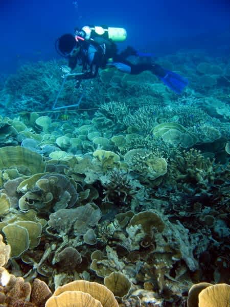 Coral Reef Scientists use New Model to Gauge Resilience to Climate Change