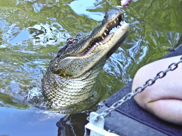 Florida Airboat Captain Who Lost Hand to Alligator is Arrested for Feeding the Beast