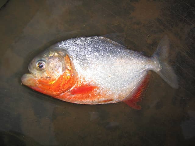 Undercover Sting Keeps Piranhas Out of Florida Waterways