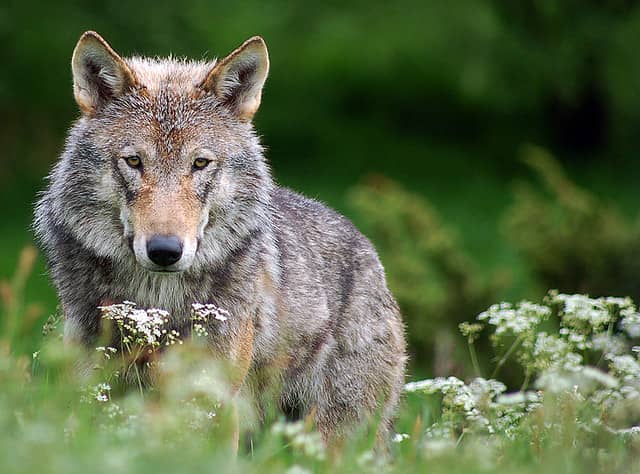 Native American Tribes to be Allocated 85 of 201 Harvestable Wolves in Wisconsin