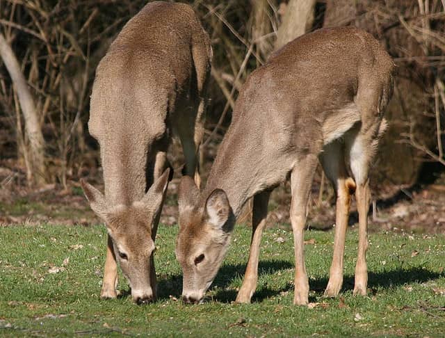 Ohio Town’s Deer Culling Program Cost $611 per Animal