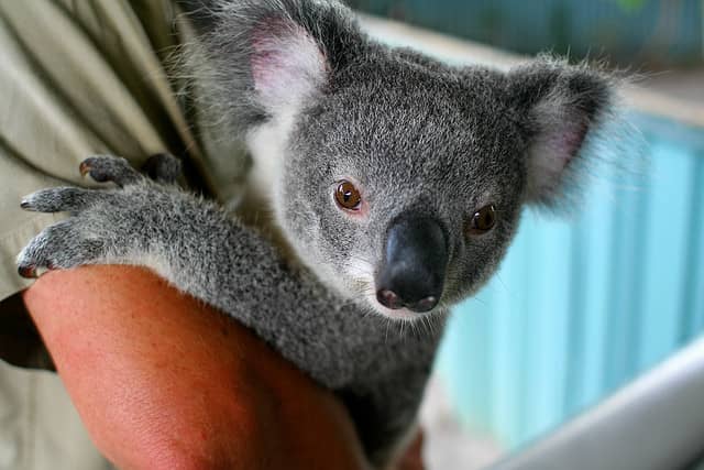 Video: Koala Fearlessly Jumps Aboard a Canoe