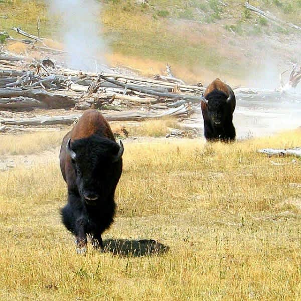 Video: Bison Chases Child Who Gets Too Close for Comfort
