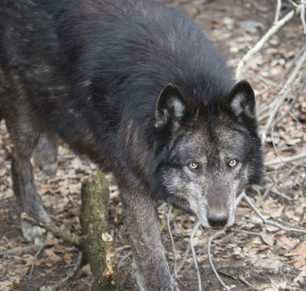 Applications for Wisconsin Wolf Hunt Soar Past 7,000 Mark in First Week