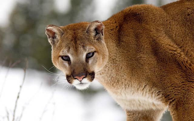 California Fish and Game Commission President Ousted over Legal Mountain Lion Hunt