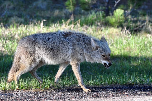 Canadian Campers Swarmed by Coyotes
