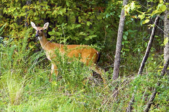 Wisconsin Governor Cancels October Antlerless Deer Hunt in CWD Zone