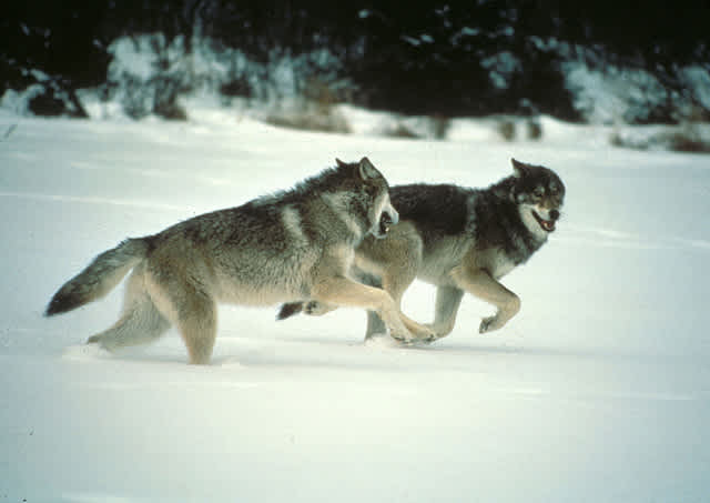 Wisconsin Wolf Permit Applications Exceed 3,000 in First Two Days