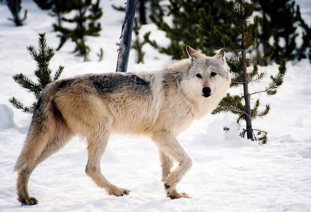 Judge Blocks the Use of Dogs in Wisconsin Wolf Hunt