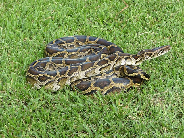 New Jersey Teacher Finds Two Pythons in Backyard Over Four Days