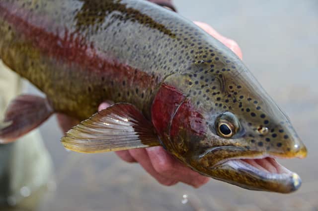 The $25,000 Rainbow Trout is Out There for the Catchin’ in Utah