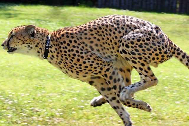 Video: Record-breaking Cheetah Covers 100 Meters in Under 6 Seconds