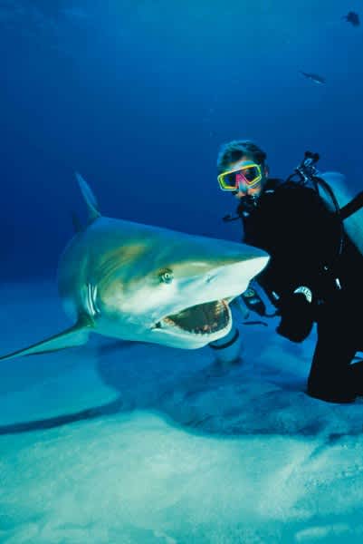 Bimini Big Game Club Resort & Marina’s Shark Dive Program Now MJ Approved