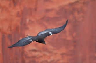 Third Wild-hatched California Condor Chick for 2012 Confirmed in Arizona-Utah Population