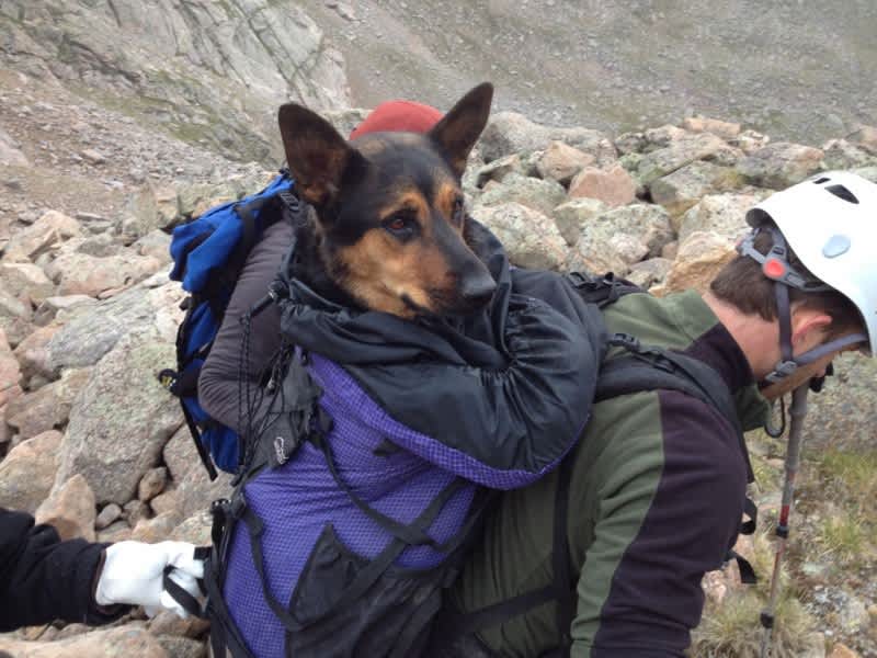 Online Mountaineering Community Rescues Stranded Dog, Owner Charged with Animal Cruelty