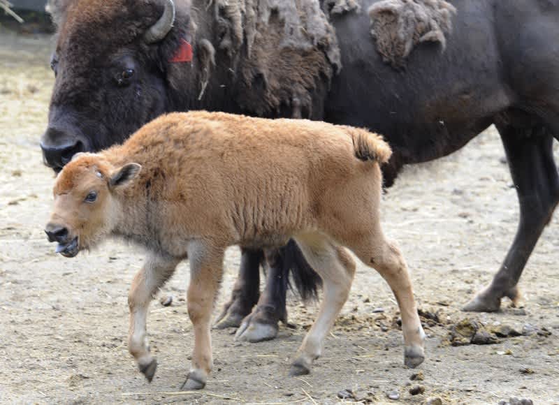 Bronx Zoo Announces Birth of the First Genetically Pure Bison Calf Ever Produced by Embryo Transfer