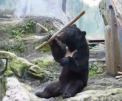 Bear Fists of Fury: Japanese “Kung Fu Bear” Has Serious Skills