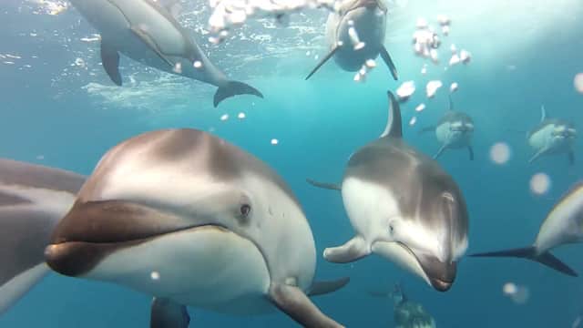Video: Up-close and Personal Dolphin Encounter Off the Coast of Santa Cruz, California
