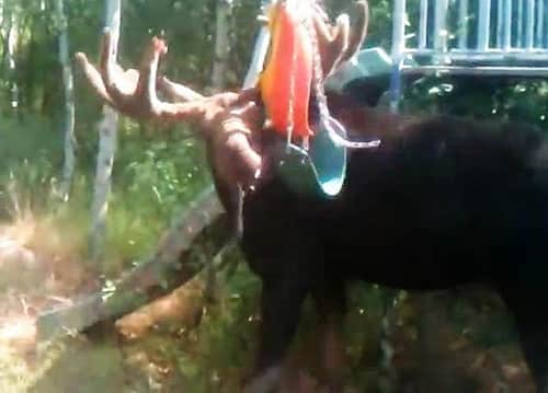 Video: Police Sergeant Risks Injury to Free Moose Caught in Swing Set