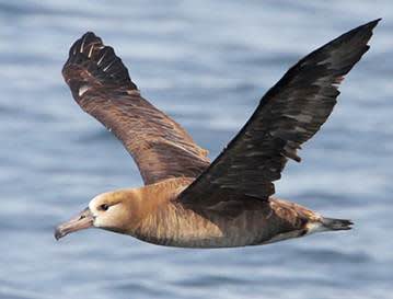 Fed Action to Limit Albatross Deaths from Longline Fishing Not Enough, Says Conservation Group