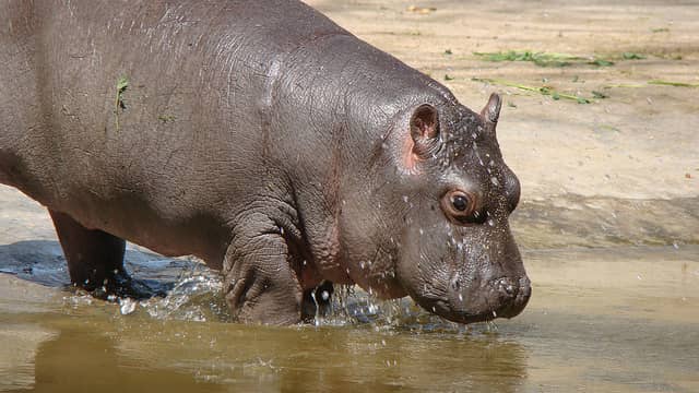 Bullied Hippo Gets Stuck in Swimming Pool