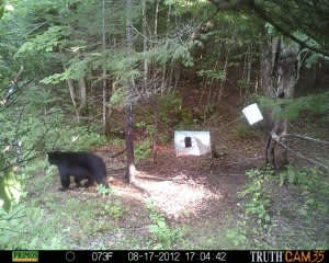 It’s Bear Time in Maine