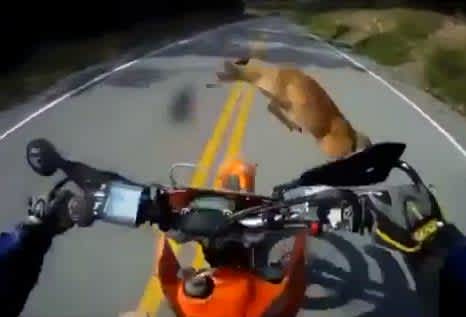 Video: Biker Hits Deer, Immediately Shakes it Off and Keeps Riding