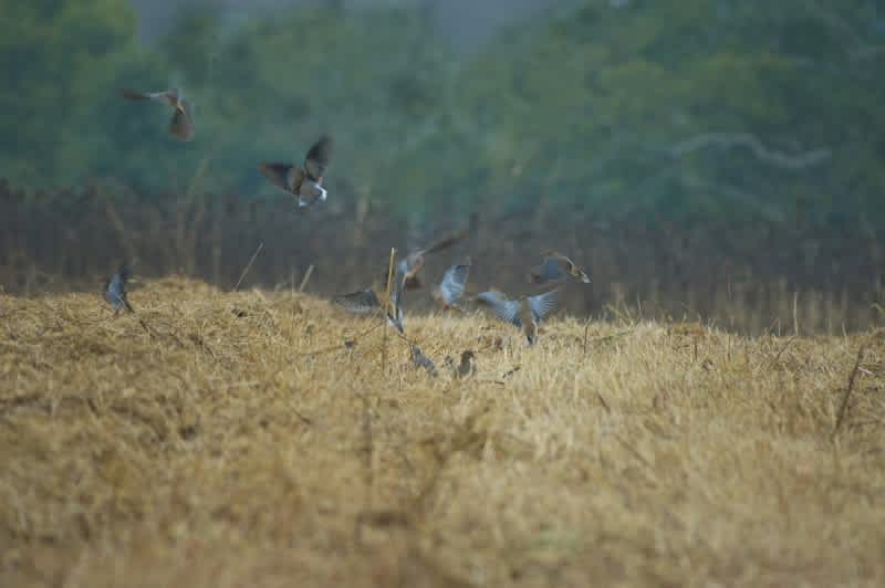 Kentucky Afield Outdoors: Cautiously Optimistic About Dove Season, Despite the Brown Grass and Hard Ground