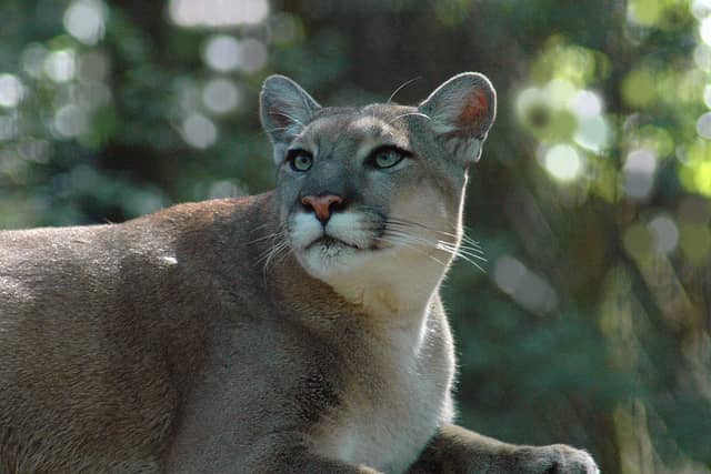 Florida FWC Asks Public to Share Florida Panther Sightings, Photos on Website