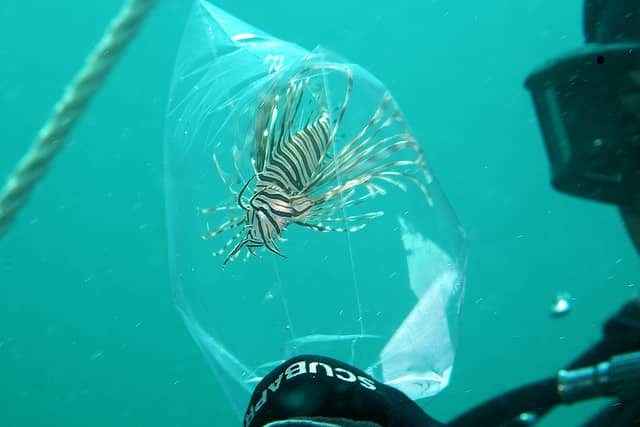 Florida FWC Increases Lionfish Harvest Opportunities, Asks Public to Help