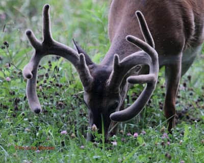 Why Are Hunters Obsessed with Antlers?
