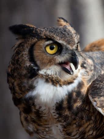 Colorado’s Castlewood Canyon State Park Offers Labor Day Program with Live Raptors and a Corn Snake