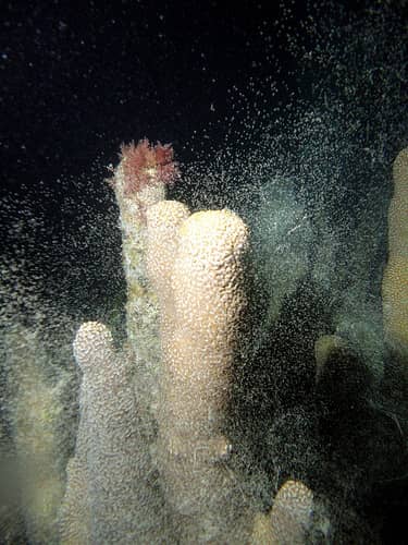 FWC Researchers Witness Spawning of Rare Coral in Florida