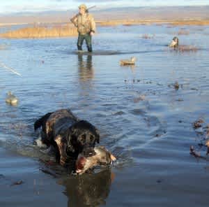 CDFG to Offer Waterfowl Hunting Clinic in Southern California