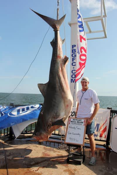 Angler Sets Tournament Record with Nearly 1,000-pound Tiger Shark