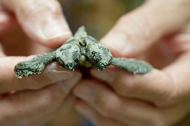 Two-headed Turtle Found on Jupiter Island, Florida