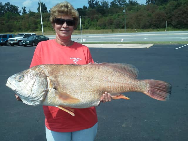 Virginia Angler Sets New State Record for Freshwater Drum