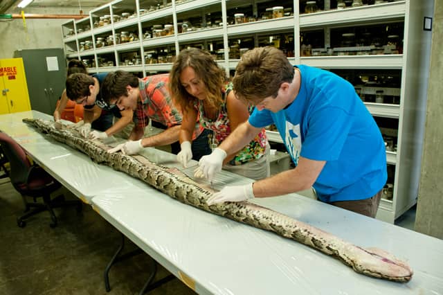 Largest Python in Florida History Found in Everglades