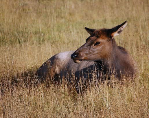 Utah Elk Permits Still Available