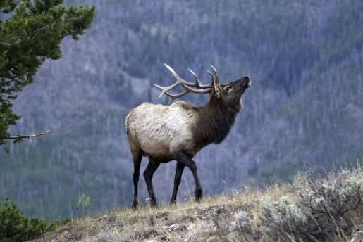 Plenty of Bull Elk in Utah