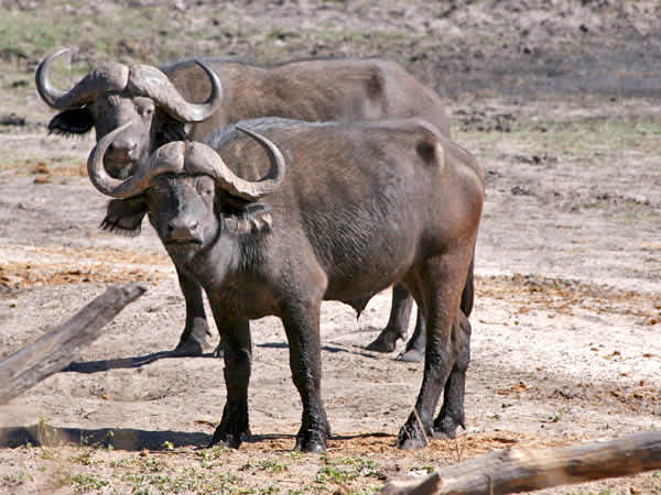 The Bowhunter’s Dream: Bill Epeards Takes a Cape Buffalo with His Bow