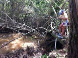 Juvenile Tarpon Habitat Restoration Underway in Florida